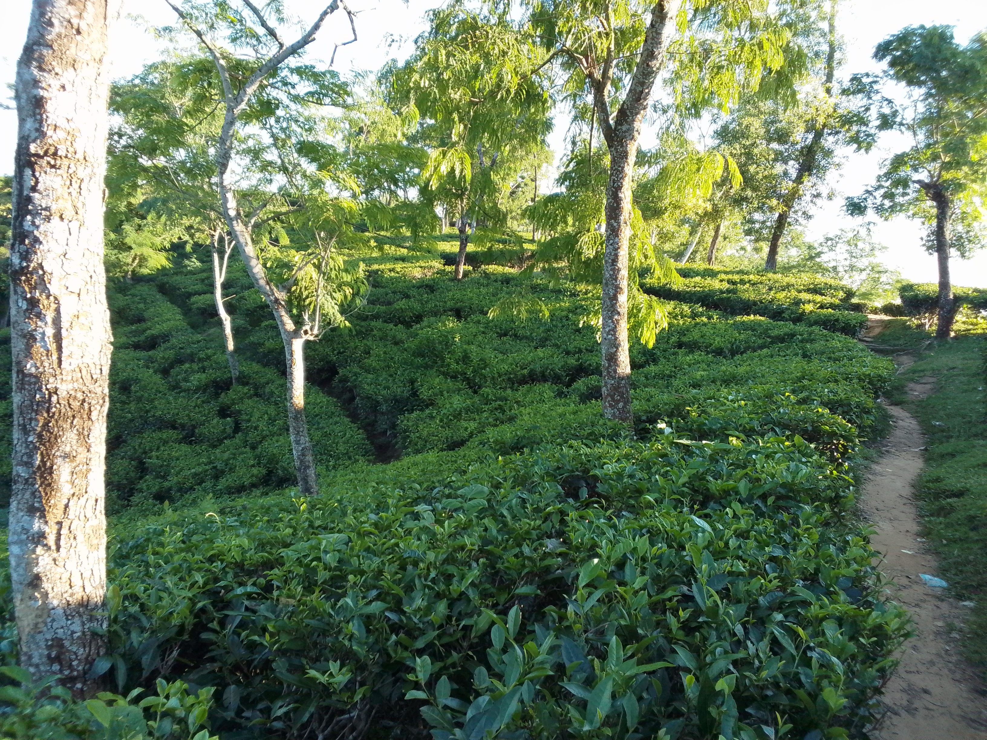 মাধবপুর লেক
