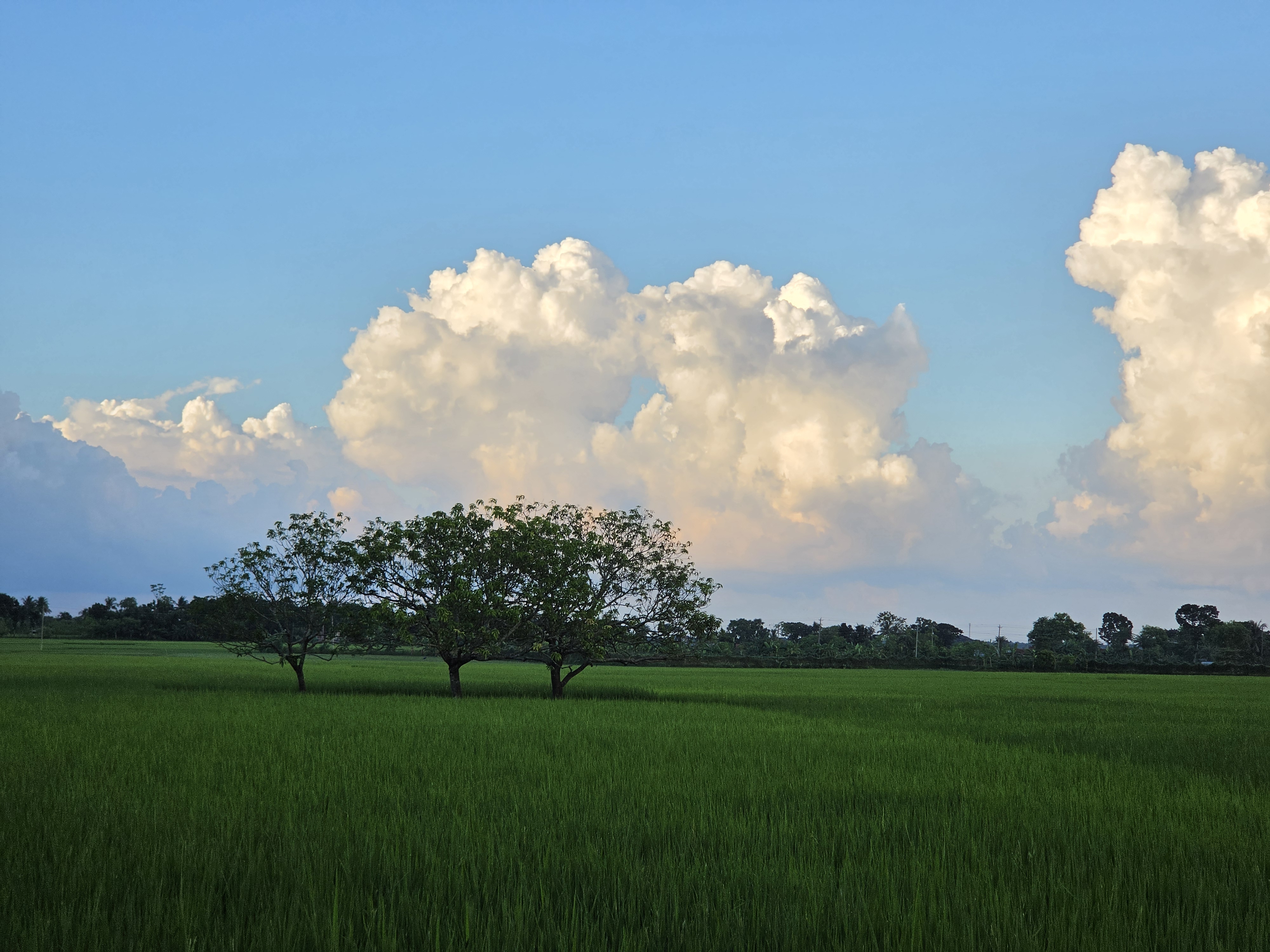 Village field and Dragonfly